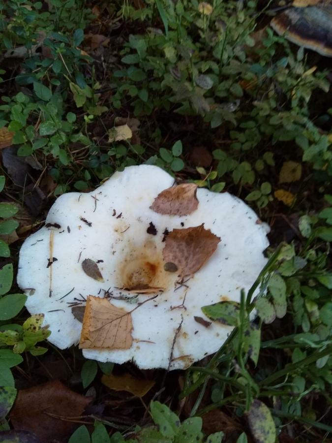 Villa Tiirinkallio Nilsiä Kültér fotó