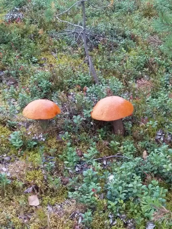 Villa Tiirinkallio Nilsiä Kültér fotó